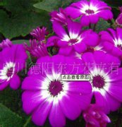 瓜葉菊：東方三號(hào)，瓜葉菊種子、盆栽花卉、花